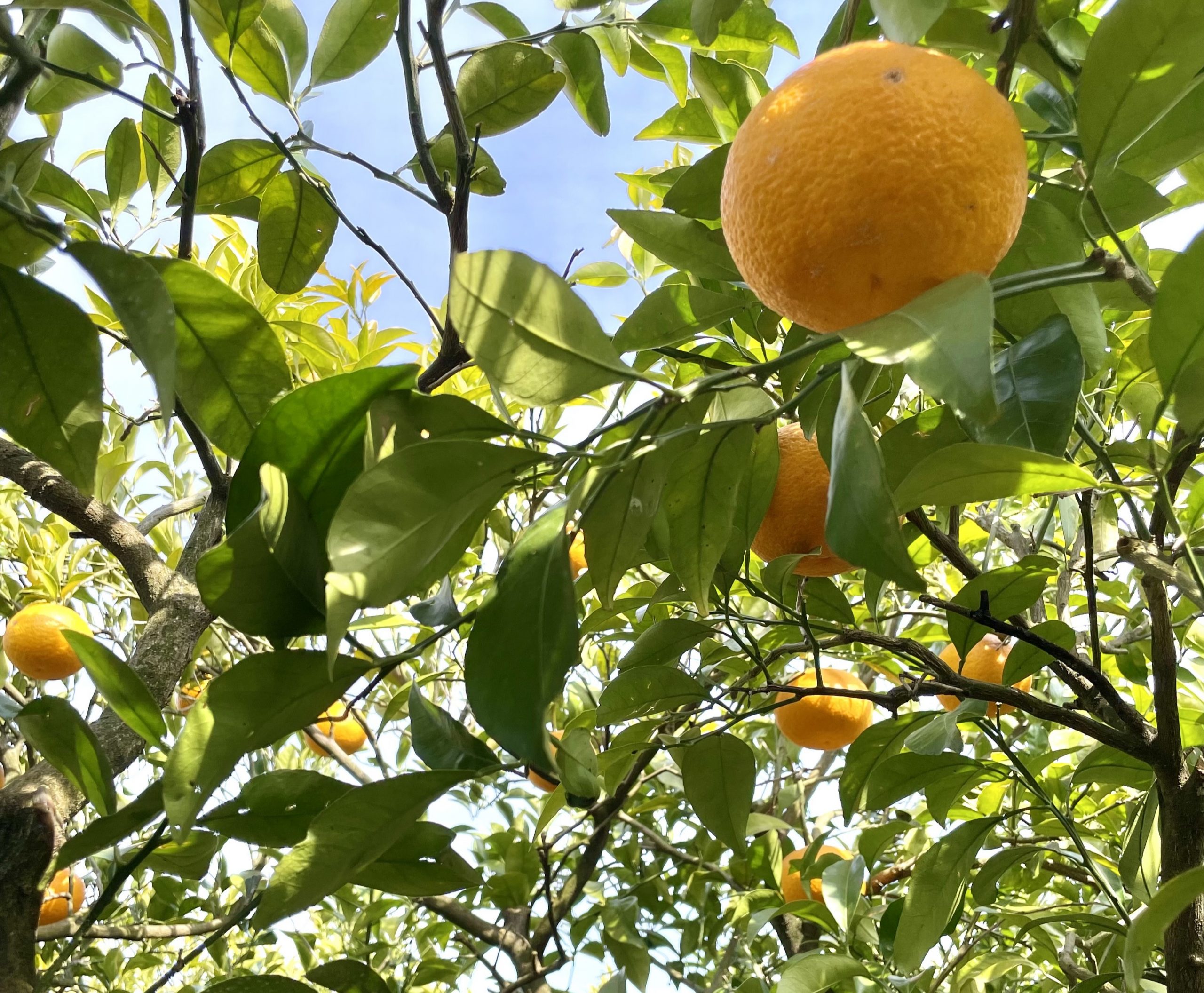 萩の夏みかんのサムネイル