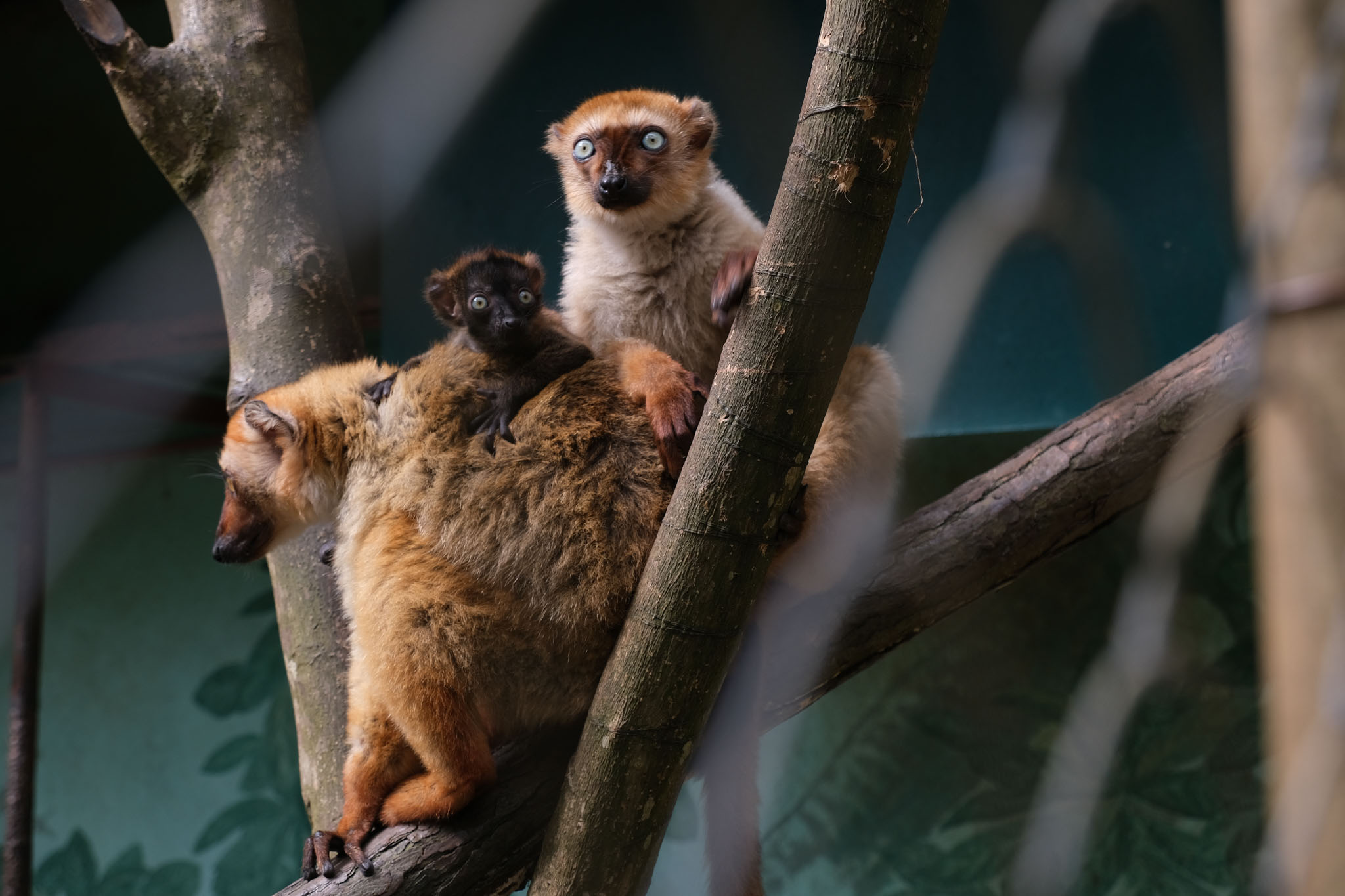 Madagascar Fauna ＆ Flora Groupからのメッセージのサムネイル