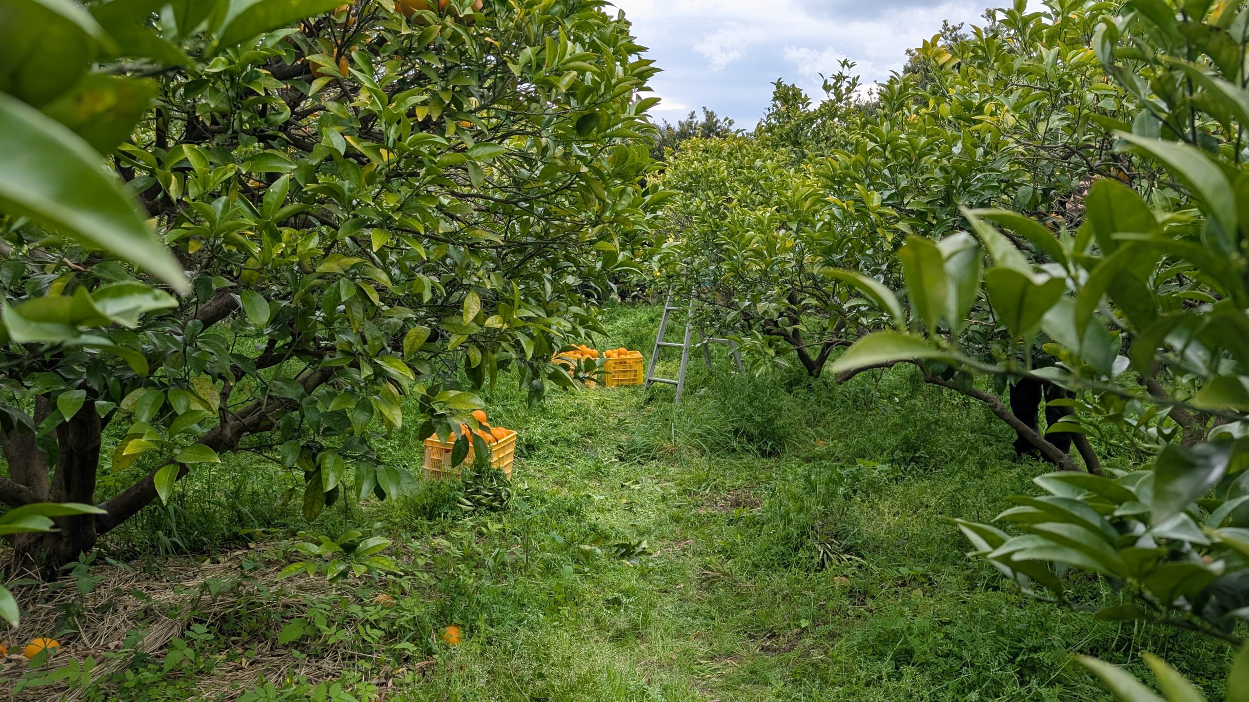 萩の夏みかん🍊つぎはぎ農園さん再訪のサムネイル